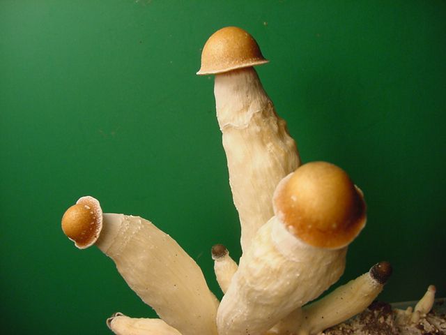 Billede