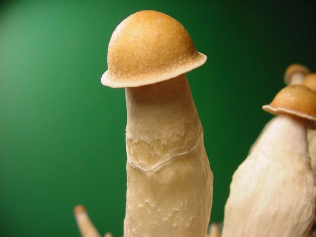 Billede